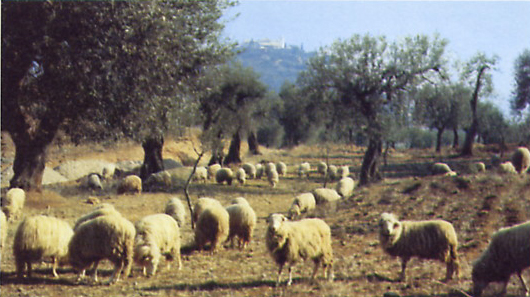 Santa Brbara